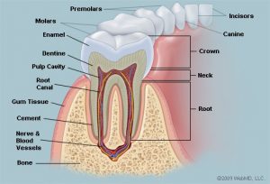 آشنایی با ساختار دندان