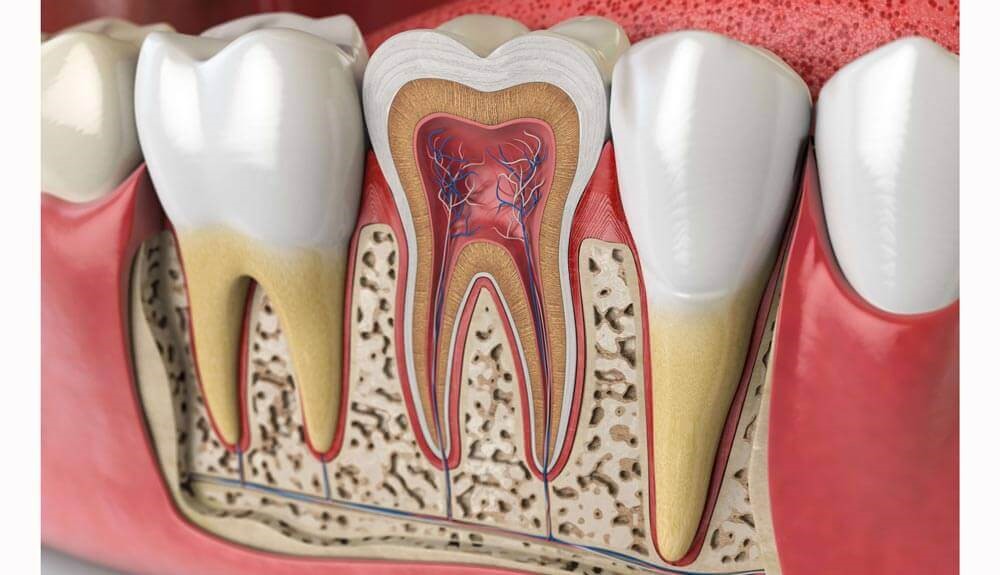 آیا دندان شیری ریشه دارد؟